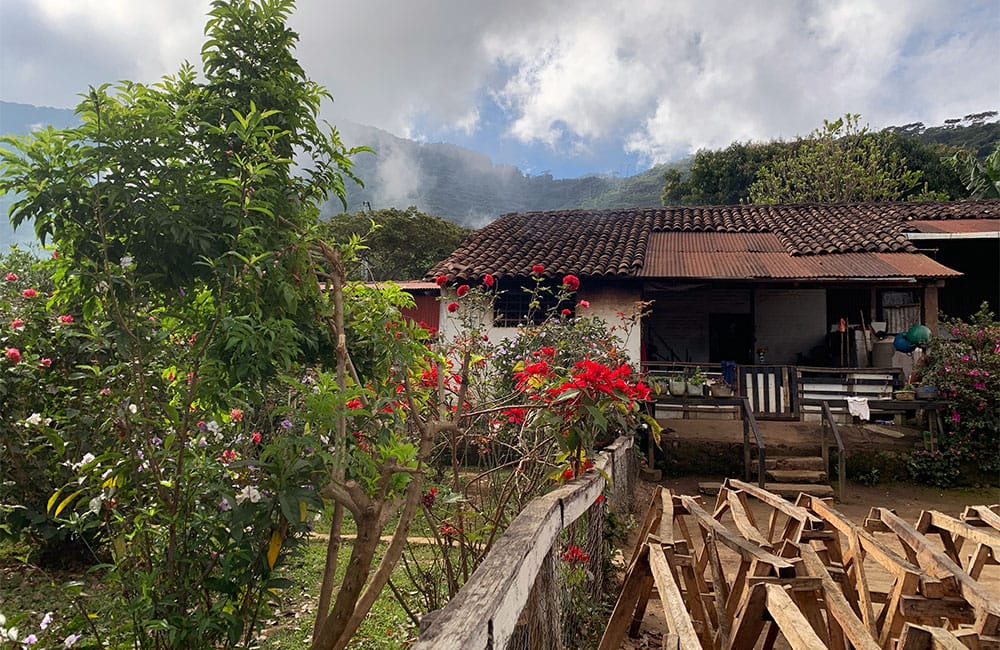 Café de la Finca Lombardía a 1.000 msnm
