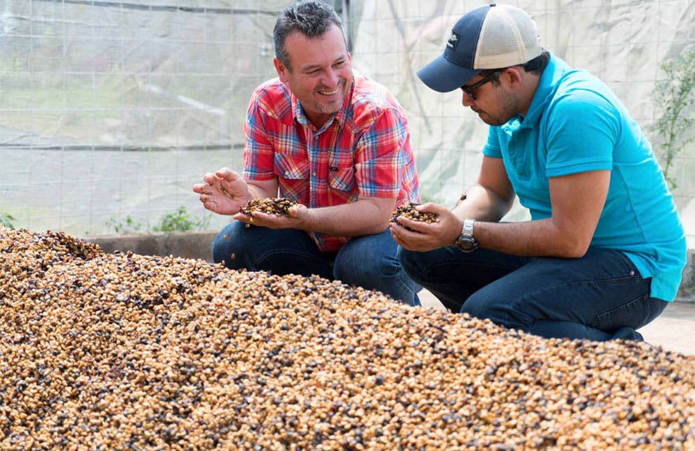 El café de El Perezoso de Costa Rica cosecha 2021
