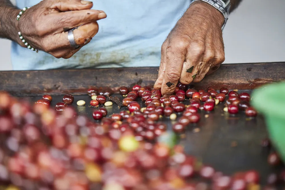 De la selva a tu taza: un viaje al café de México