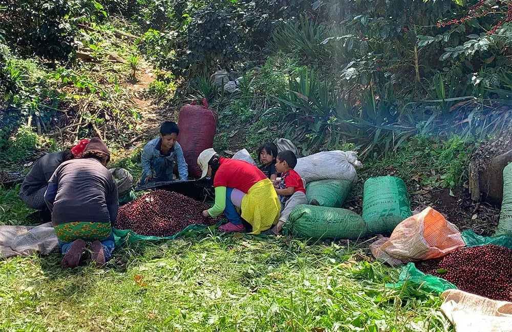 Café de El Salvador: historia, regiones y variedades que sorprenden