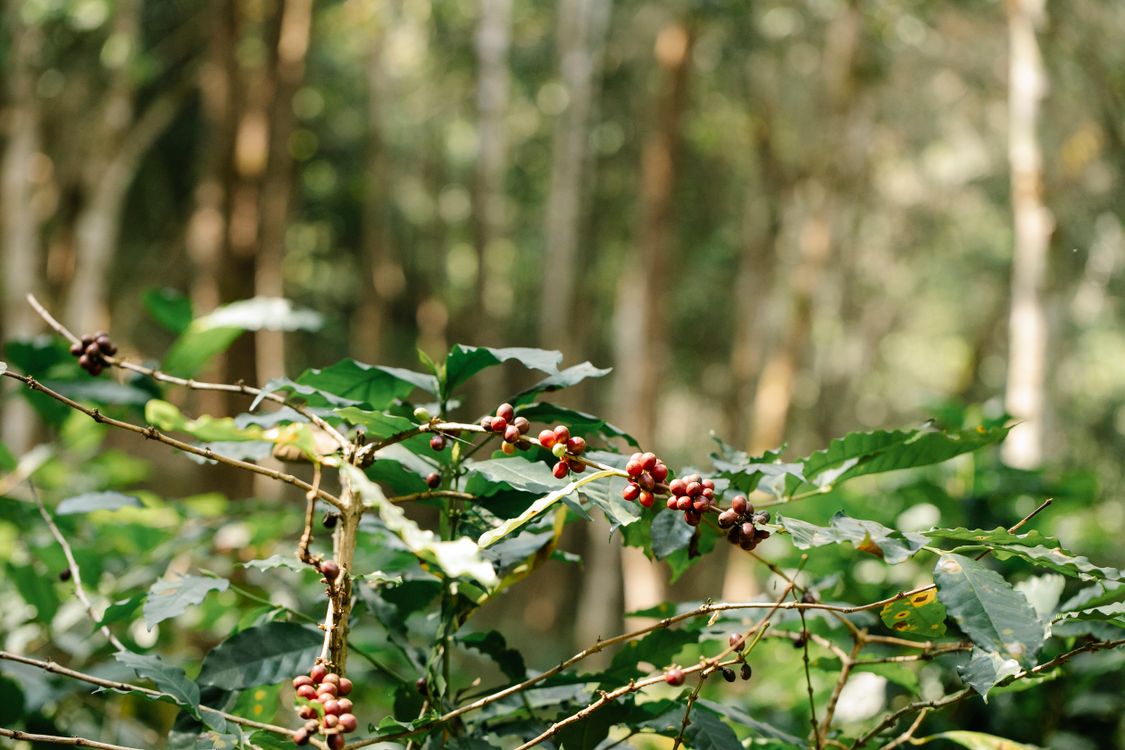 Planta de café variedad Borbón con cerezas madurando